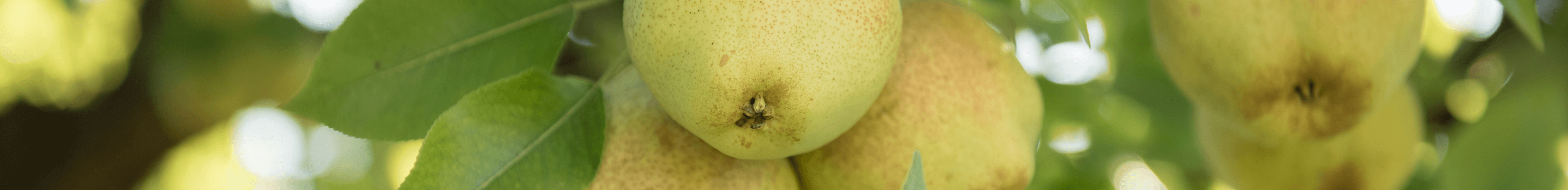 tree-crops-HEADER.png